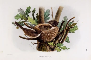 Representation of the Falvette Curruca Orphea