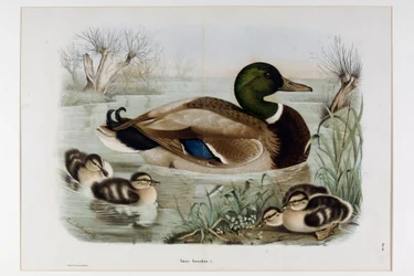 Representation of the Mallard Duck