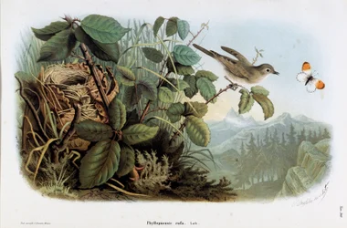 Representation of the Chicken Veloce (Phyllopneuste rufa) (Chiffchaff)