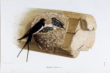 Representation of the Nest Swallow (Hirundo rustica or Swallow)