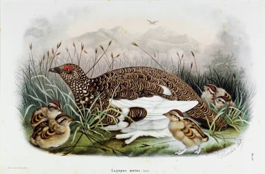 Representation of the Partridge (Partridge or Lagopus mutus)