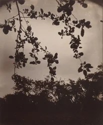 Apple Tree Branch