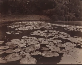 Water Lilies (Bagatelle)