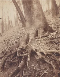 Trees and Roots
