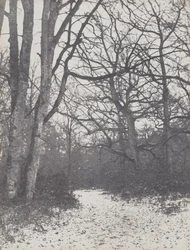 Road in the Forest