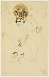 Heads and Paws of Lions