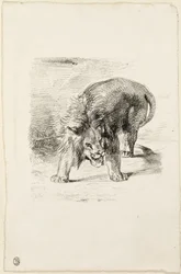 Standing Lion
