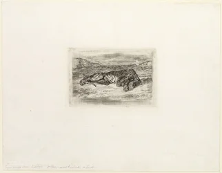 Tiger Resting in the Desert