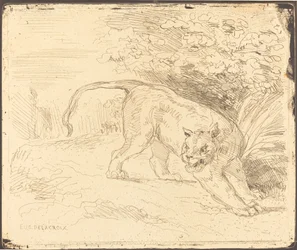 Tiger on the Prowl