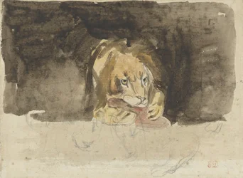 Meat-Eating Lion, Seen from the Front, Emerging Against a Dark Background