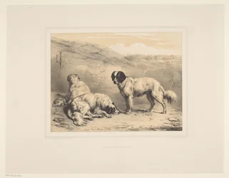 Three Dogs