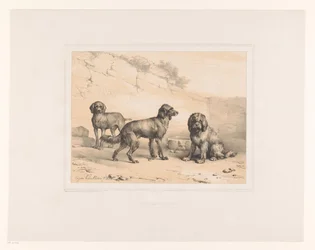 Three Dogs