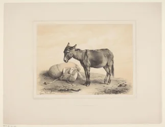 Resting Donkey