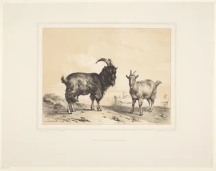 Two Goats