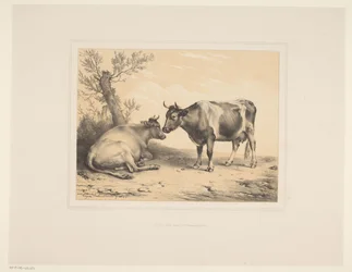Two Cows