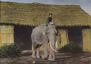 Elephant at Work