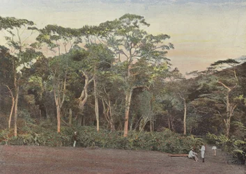 Coffee Plantation Under Maoulis Trees