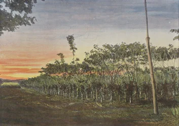 Vanilla Plantation Under Acacias