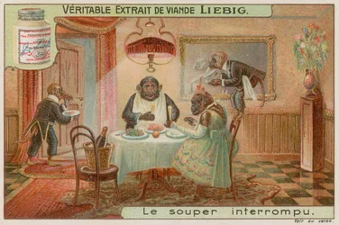 A monkey dinner party