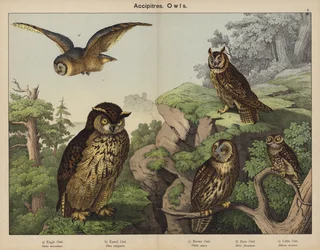 Accipitres, Owls