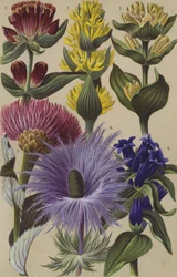 Alpine flora