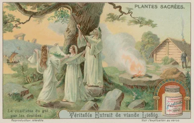 Ancient Druids Gathering Mistletoe