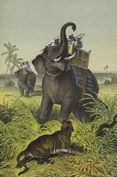 Animals and plants of India