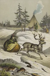 Animals and Plants of Lapland