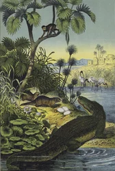 Animals and Plants of the Valley of the Nile