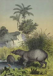 Animals and Plants of the Islands of Southern Asia