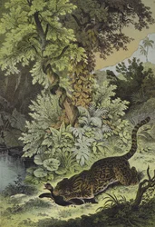 Animals of Guiana