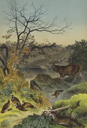 Animals of Siberia