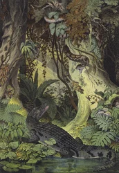Animals of the Amazon Jungles of Brazil