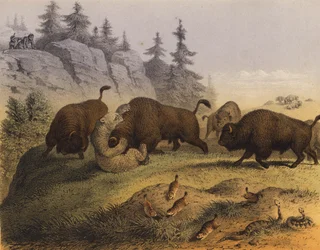 Animals of the American prairies