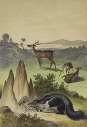 Animals of the South American Pampas
