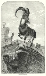 Arabian Ibex