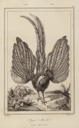 Argus Malel, Argus Maennchen