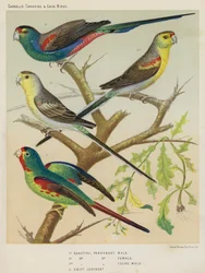 Beautiful Parrakeet, Male, Female, Young Male, Swift Lorikeet