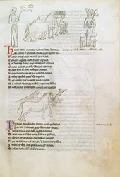 Bestiary: the Horse