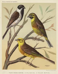 Black Headed Bunting, Cirl Bunting, Yellow Bunting