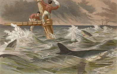 Blue Shark