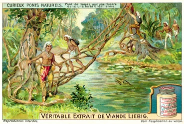 Bridge formed by lianas over a river in the Brazilian rainforest