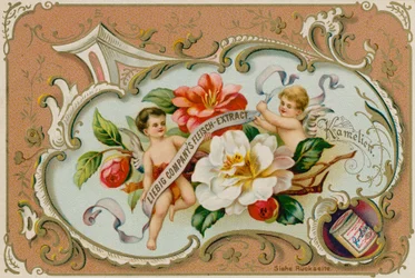 Camellia