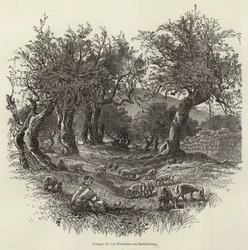 Field of the Shepherds in Bethlehem