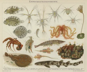 Development of marine life
