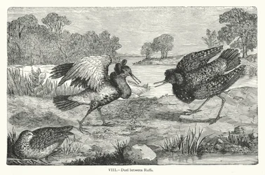 Duel Between Ruffs