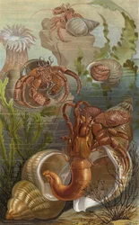 Hermit Crabs