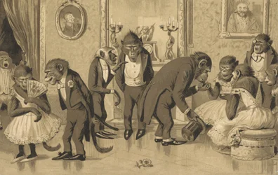 Evening Party of Baboons