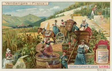 Grape Harvest in France