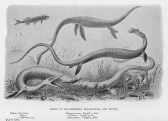 Group of Sea-Serpents, Elasmosaur, and Fishes